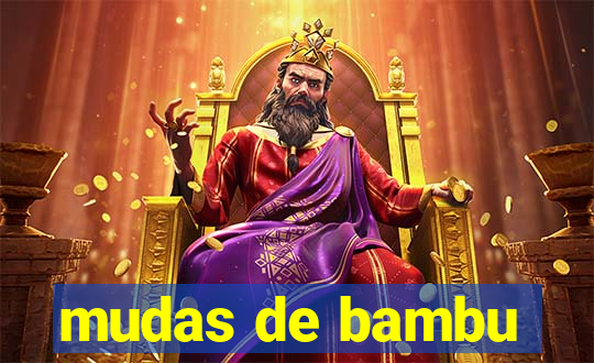 mudas de bambu